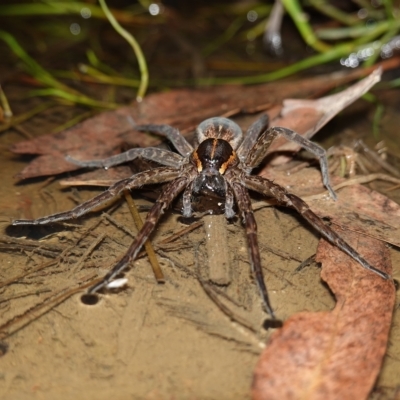 Dolomedes sp. (genus) (Fishing spider) at Piney Ridge - 11 Feb 2023 by RobG1