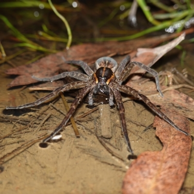 Dolomedes (genus) (Fishing spider) at Stromlo, ACT - 11 Feb 2023 by RobG1
