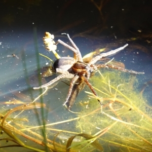 Dolomedes sp. (genus) at Stromlo, ACT - 11 Feb 2023