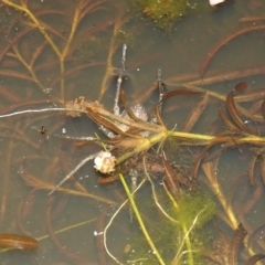 Dolomedes sp. (genus) at Stromlo, ACT - 11 Feb 2023