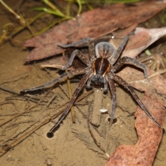 Dolomedes sp. (genus) at Stromlo, ACT - 11 Feb 2023