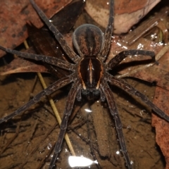 Dolomedes sp. (genus) at Stromlo, ACT - 11 Feb 2023 10:53 PM