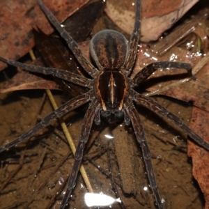 Dolomedes sp. (genus) at Stromlo, ACT - 11 Feb 2023 10:53 PM