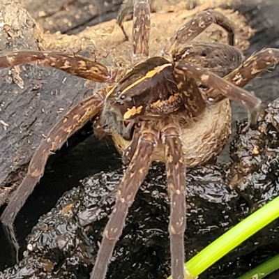 Dolomedes (genus) (Fishing spider) at Coree, ACT - 12 Feb 2023 by trevorpreston
