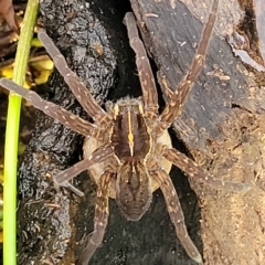 Dolomedes sp. (genus) at Coree, ACT - 12 Feb 2023