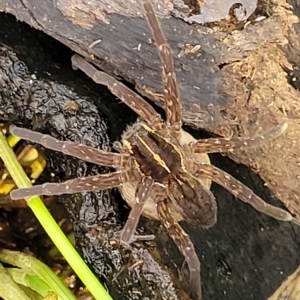 Dolomedes sp. (genus) at Coree, ACT - 12 Feb 2023