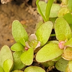 Elatine gratioloides at Coree, ACT - 12 Feb 2023 07:23 PM