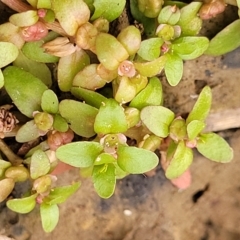 Elatine gratioloides at Coree, ACT - 12 Feb 2023 07:23 PM