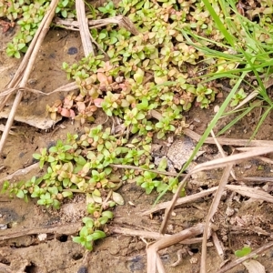 Elatine gratioloides at Coree, ACT - 12 Feb 2023