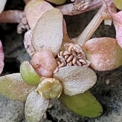 Elatine gratioloides at Coree, ACT - 12 Feb 2023 07:23 PM