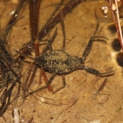 Laccotrephes tristis (Water Scorpion or Toe-biter) at Piney Ridge - 11 Feb 2023 by RobG1