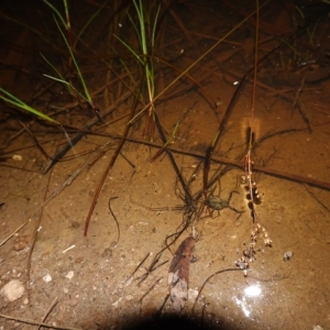 Laccotrephes tristis at Stromlo, ACT - 11 Feb 2023