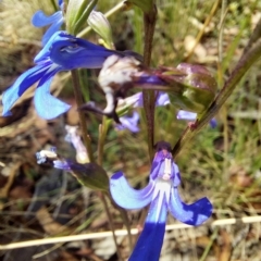 Lobelia sp. (A Lobelia) at Namadgi National Park - 11 Feb 2023 by Venture