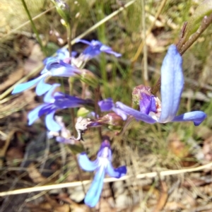 Lobelia sp. at Tennent, ACT - 11 Feb 2023