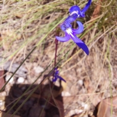 Lobelia sp. at Tennent, ACT - 11 Feb 2023