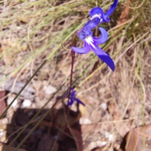 Lobelia sp. at Tennent, ACT - 11 Feb 2023