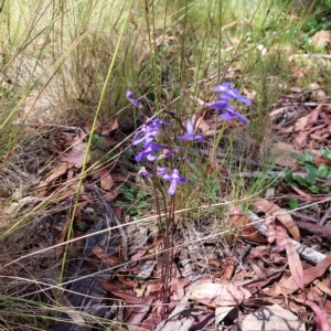 Lobelia sp. at Tennent, ACT - 11 Feb 2023