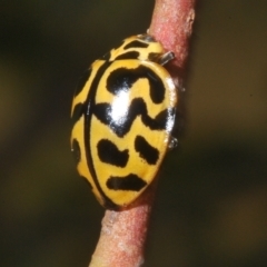 Cleobora mellyi (Southern Ladybird) at Nimmo, NSW - 8 Feb 2023 by Harrisi