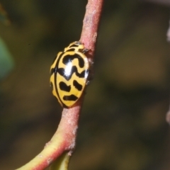 Cleobora mellyi at Nimmo, NSW - 8 Feb 2023