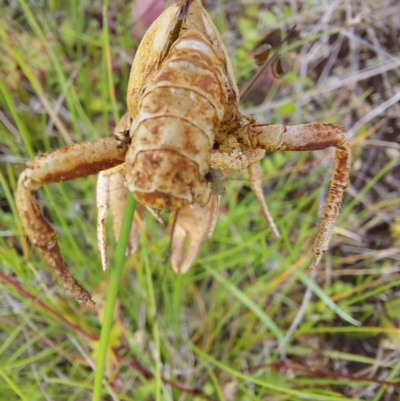 Engaeus cymus (Blunt Nosed Burrowing Crayfish.) at Namadgi National Park - 4 Feb 2023 by Venture