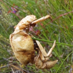 Engaeus cymus at Paddys River, ACT - 4 Feb 2023