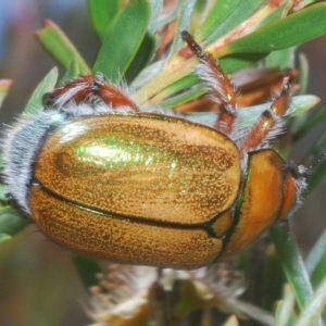 Anoplognathus hirsutus at Nimmo, NSW - 8 Feb 2023