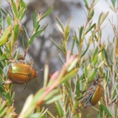 Anoplognathus hirsutus at Nimmo, NSW - 8 Feb 2023