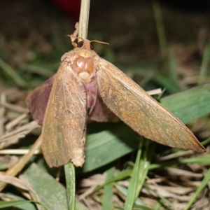 Abantiades (genus) at Stromlo, ACT - 11 Feb 2023