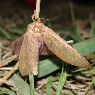 Abantiades (genus) (A Swift or Ghost moth) at Stromlo, ACT - 11 Feb 2023 by RobG1