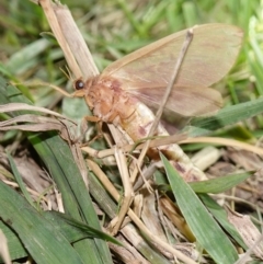 Abantiades (genus) at Stromlo, ACT - 11 Feb 2023