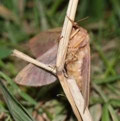 Abantiades (genus) at Stromlo, ACT - 11 Feb 2023