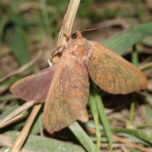 Abantiades (genus) at Stromlo, ACT - 11 Feb 2023