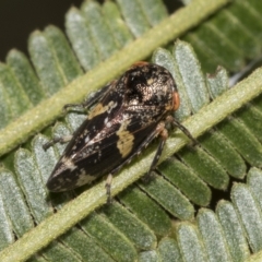 Eurypella tasmaniensis (Eurypella tasmaniensis) at Higgins, ACT - 4 Feb 2023 by AlisonMilton