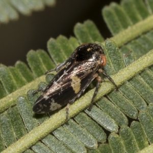 Eurypella tasmaniensis at Higgins, ACT - 4 Feb 2023 07:32 AM