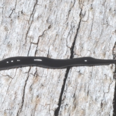 Parakontikia ventrolineata (Stripe-bellied flatworm) at Tinderry, NSW - 9 Feb 2023 by Harrisi