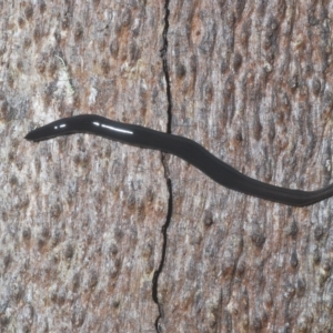 Parakontikia ventrolineata at Tinderry, NSW - suppressed