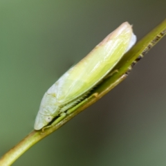 Ledrinae (subfamily) (A Flat-headed Leafhopper) at Higgins, ACT - 3 Feb 2023 by AlisonMilton