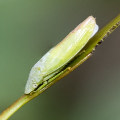 Ledrinae (subfamily) (A Flat-headed Leafhopper) at Higgins, ACT - 3 Feb 2023 by AlisonMilton