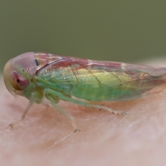 Rosopaella lopada (A leafhopper) at Higgins, ACT - 3 Feb 2023 by AlisonMilton