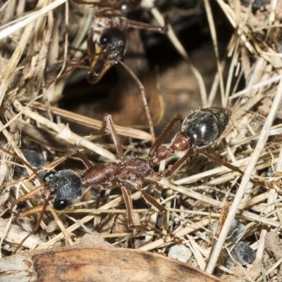 Myrmecia nigriceps (Black-headed bull ant) at Higgins, ACT - 3 Feb 2023 by AlisonMilton