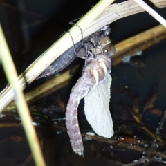 Anisoptera (suborder) (Unidentified dragonfly) at Stromlo, ACT - 11 Feb 2023 by RobG1