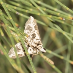 Crambidae sp. (family) (A crambid snout mouth) at Higgins, ACT - 3 Feb 2023 by AlisonMilton