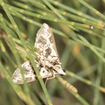 Crambidae sp. (family) (A crambid snout mouth) at Higgins, ACT - 4 Feb 2023 by AlisonMilton