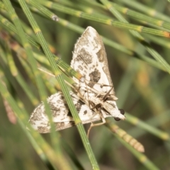 Crambidae sp. (family) at Higgins, ACT - 4 Feb 2023 06:44 AM