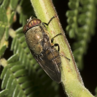 Stomorhina discolor (Snout fly) at Higgins, ACT - 4 Feb 2023 by AlisonMilton