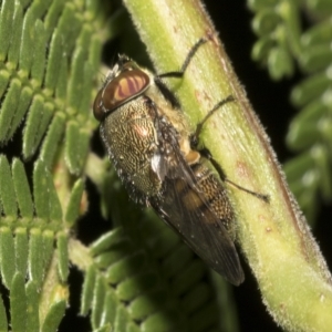 Stomorhina discolor at Higgins, ACT - 4 Feb 2023