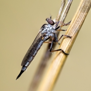 Cerdistus sp. (genus) at Higgins, ACT - 3 Feb 2023