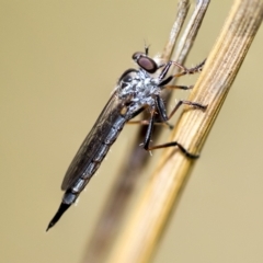 Cerdistus sp. (genus) (Yellow Slender Robber Fly) at Higgins, ACT - 3 Feb 2023 by AlisonMilton