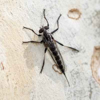 Cerdistus sp. (genus) (Yellow Slender Robber Fly) at Hawker, ACT - 2 Feb 2023 by AlisonMilton