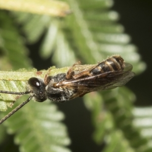 Euryglossa adelaidae at Higgins, ACT - 4 Feb 2023